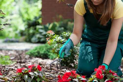Mulched garden beds in Highbury